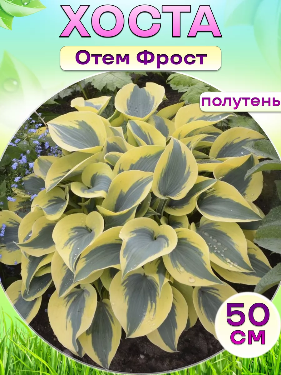 Купить Саженцы Хост