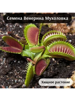 Венерина Мухоловка Семена 3шт. K-Lime 165747914 купить за 345 ₽ в интернет-магазине Wildberries