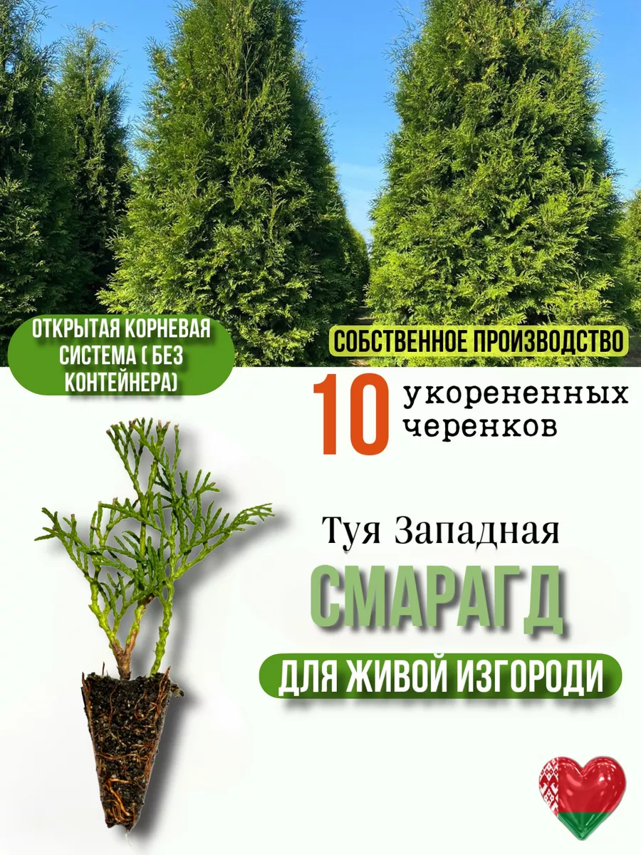 Туя Смарагд, 10 штук, окс Туя саженец Смарагд 165851913 купить за 1 145 ₽ в  интернет-магазине Wildberries