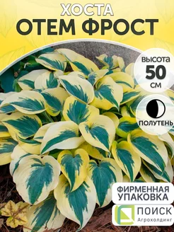 Хоста саженец Отэм Фрост Агрохолдинг Поиск 165852734 купить за 319 ₽ в интернет-магазине Wildberries