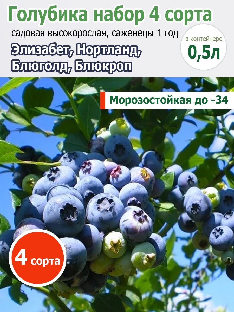 Голубика высокорослая набор 4 сорта Ваш Дом и Сад 165855192 купить в  интернет-магазине Wildberries