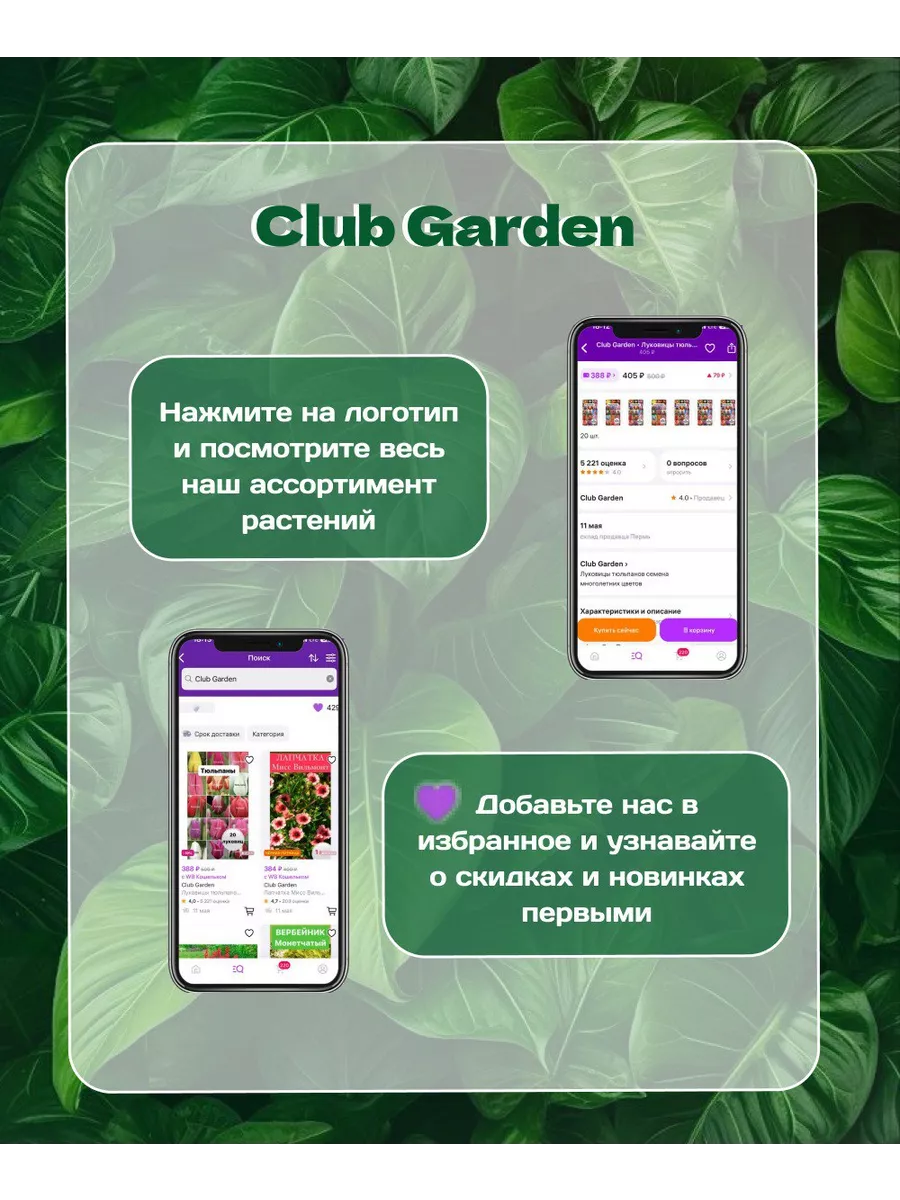 Гейхера кроваво-красная саженец многолетний club garden 166000206 купить за  380 ₽ в интернет-магазине Wildberries