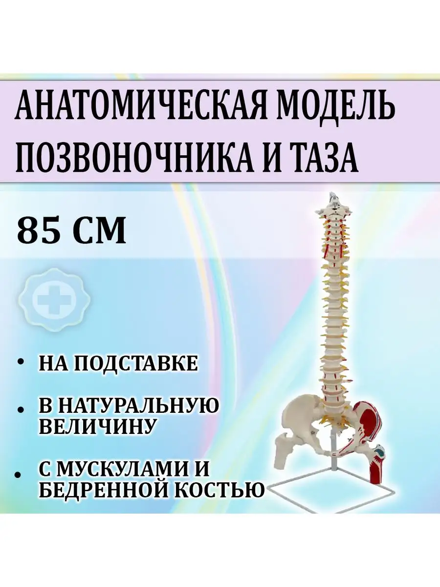 Анатомическая модель позвоночника и таза человека
