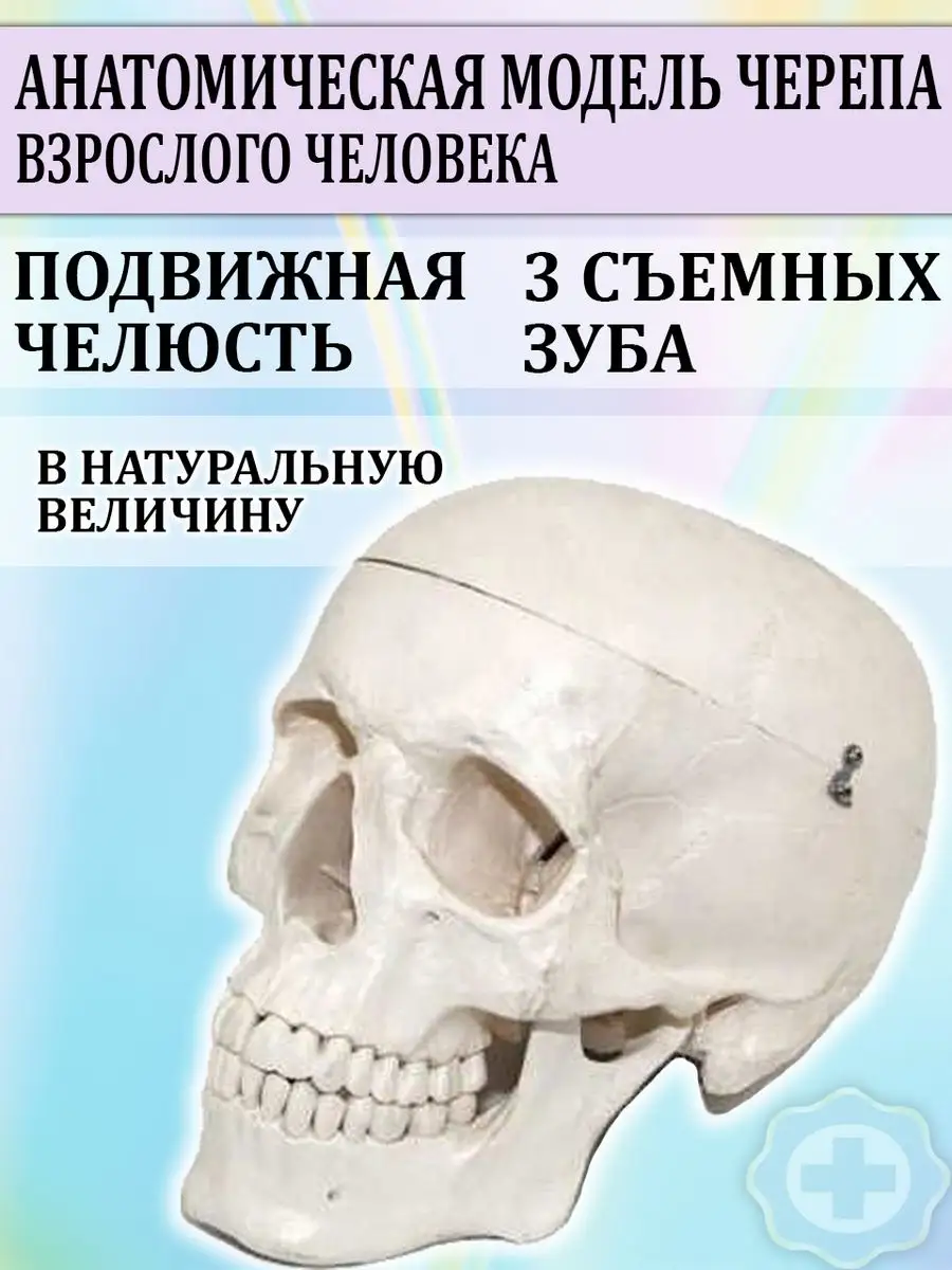 Анатомическая модель черепа
