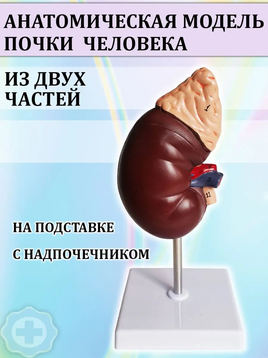 Анатомическая модель почки