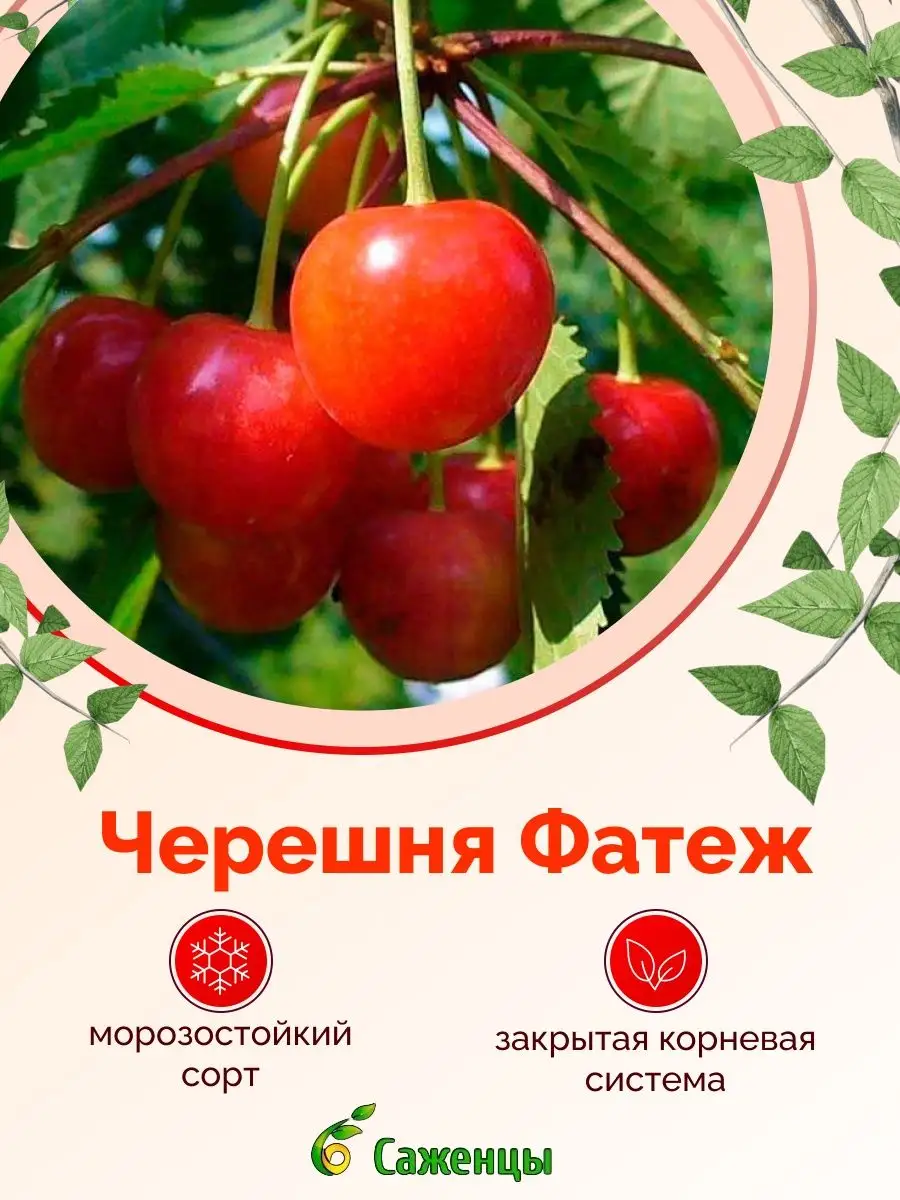 Черешня Фатеж Питомник Агролайн 166067701 купить в интернет-магазине  Wildberries