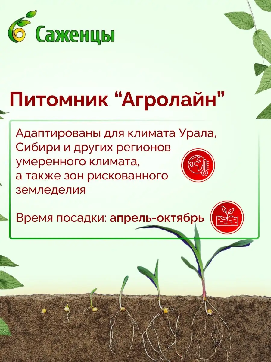 Черешня Фатеж Питомник Агролайн 166067701 купить в интернет-магазине  Wildberries