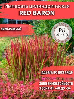 Императа цилиндрическая Red Baron Садовые Растения 166080569 купить за 437 ₽ в интернет-магазине Wildberries