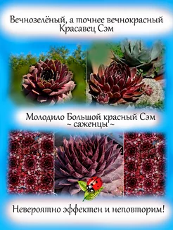 Молодило Красный Сэм каменная роза Udivi 166122716 купить за 642 ₽ в интернет-магазине Wildberries