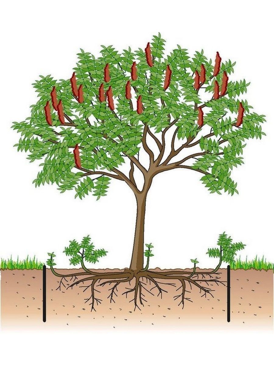 Сумах оленерогий Rhus typhina