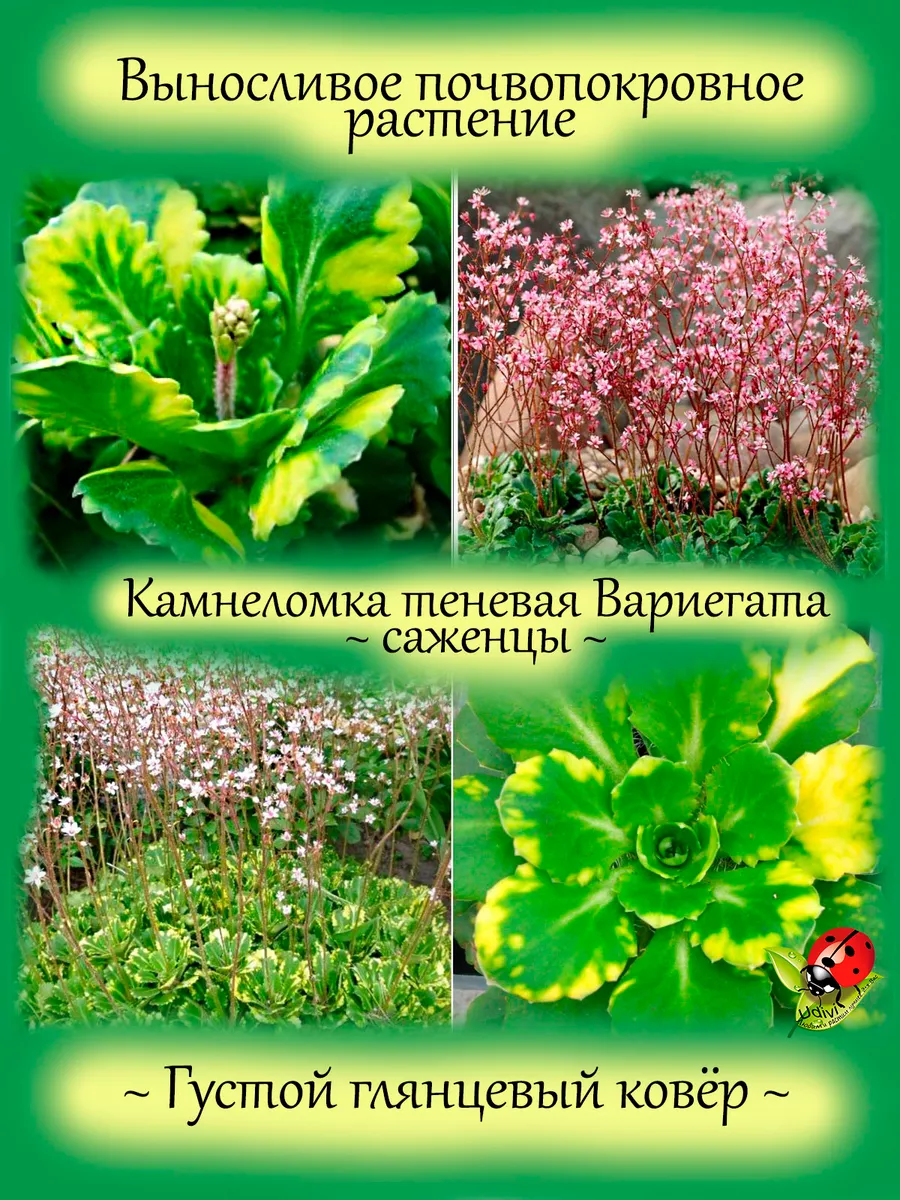 Камнеломка теневая вариегатная (Saxifraga urbium «Variegata»)