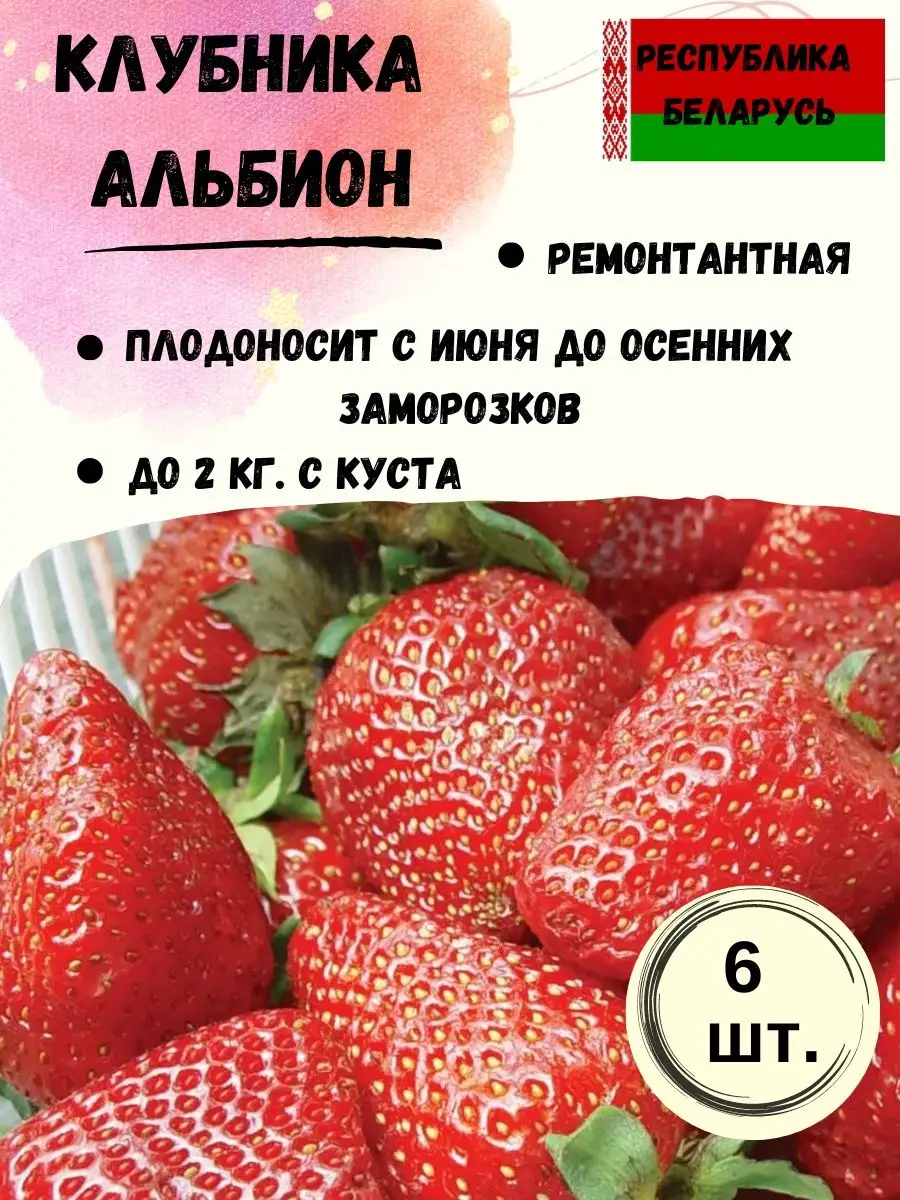 Альбион клубника описание отзывы. Сорт клубники альбион. Альбион клубника ремонтантная отзывы. Земляника (крупноплодная) черри берри. Витязь клубника сорт.