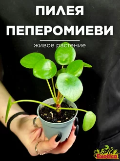 Пилея Пеперомиевидная (Pilea Peperomioides) D6см Exotica 166521962 купить за 774 ₽ в интернет-магазине Wildberries