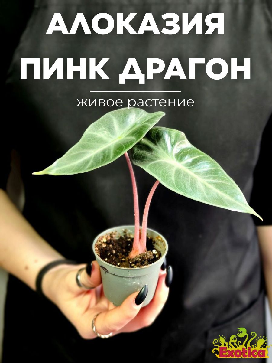 Алоказия пинк драгон alocasia pink dragon d6см