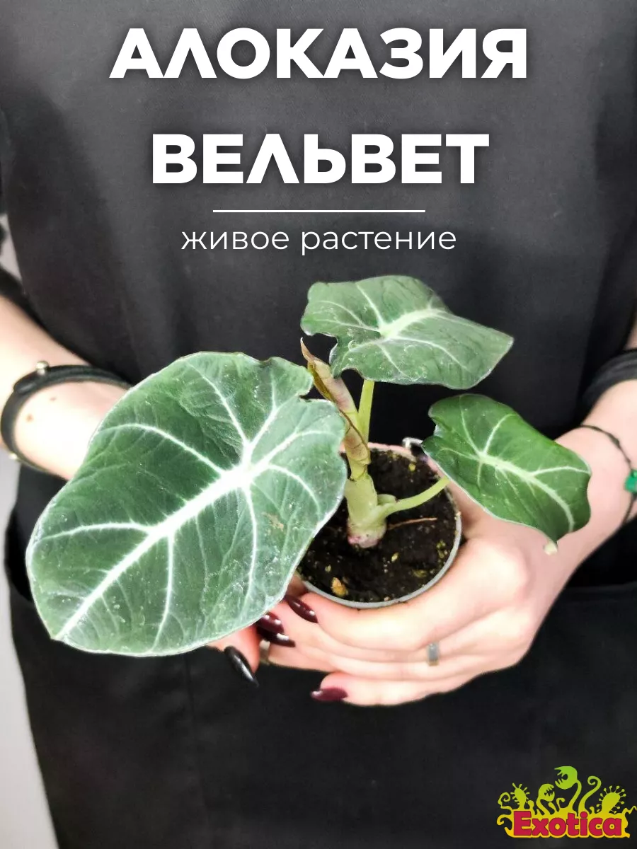 Алоказия Блэк Вельвет (Alocasia Black Velvet) D6см Exotica 166523124 купить  в интернет-магазине Wildberries