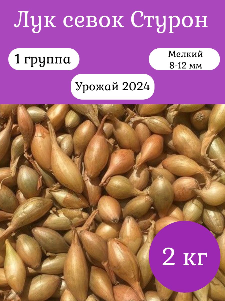 Стурон лук севок характеристика отзывы описание. Лук севок радар озимый. Стурон. Лук севок Ростовский.