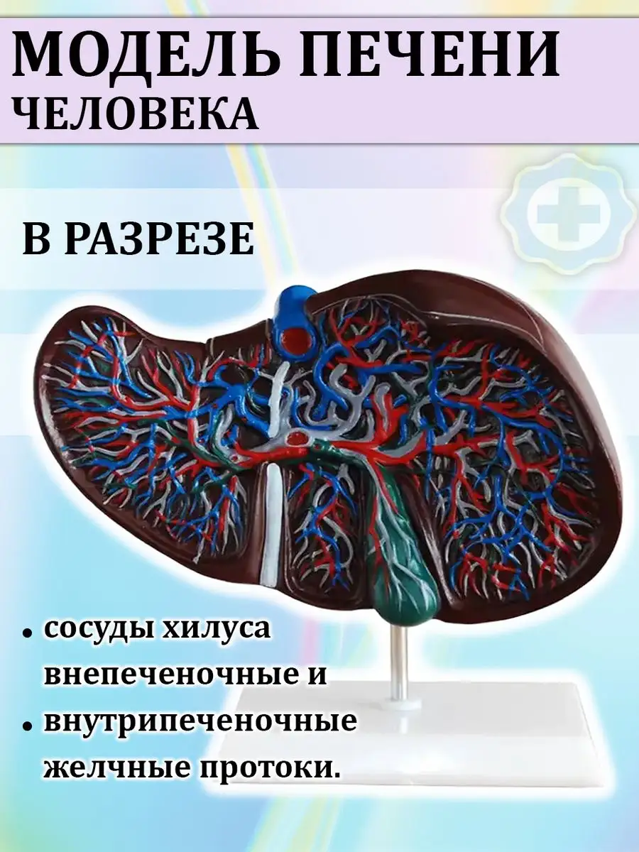Анатомическая модель печени человека