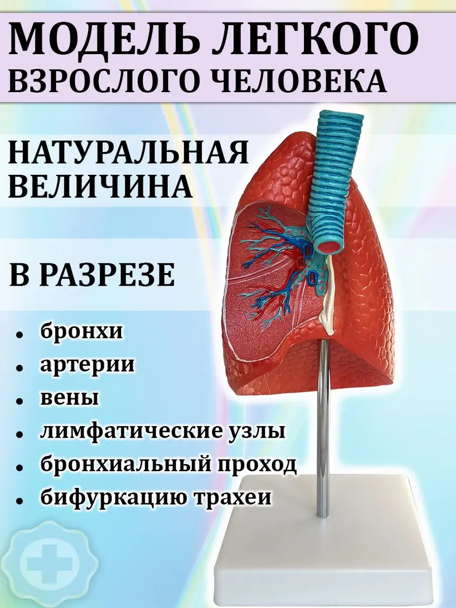 Анатомическая модель легкое человека