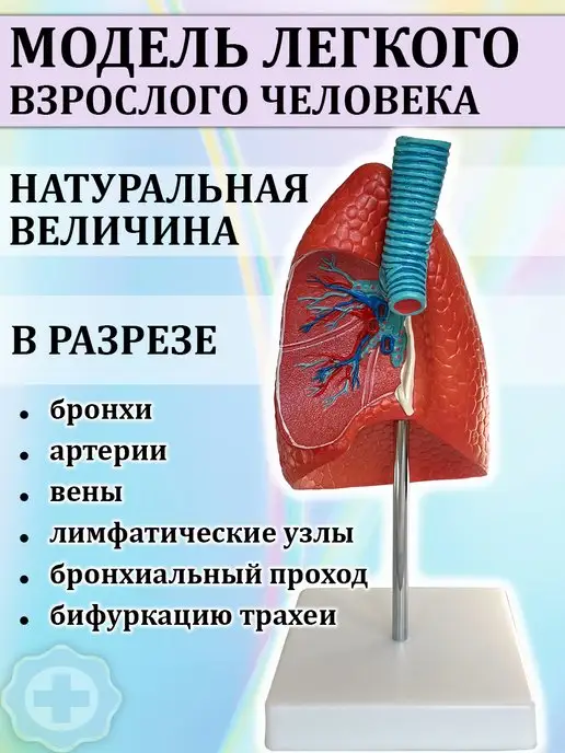 Retorsa Анатомическая модель легкое человека, вариант