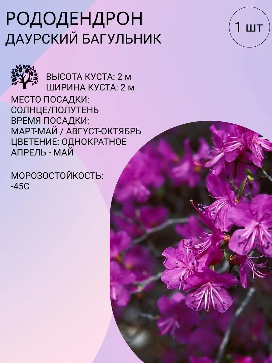 Саженец Рододендрона, многолетний декоративный кустарник Луковичка  166849482 купить в интернет-магазине Wildberries