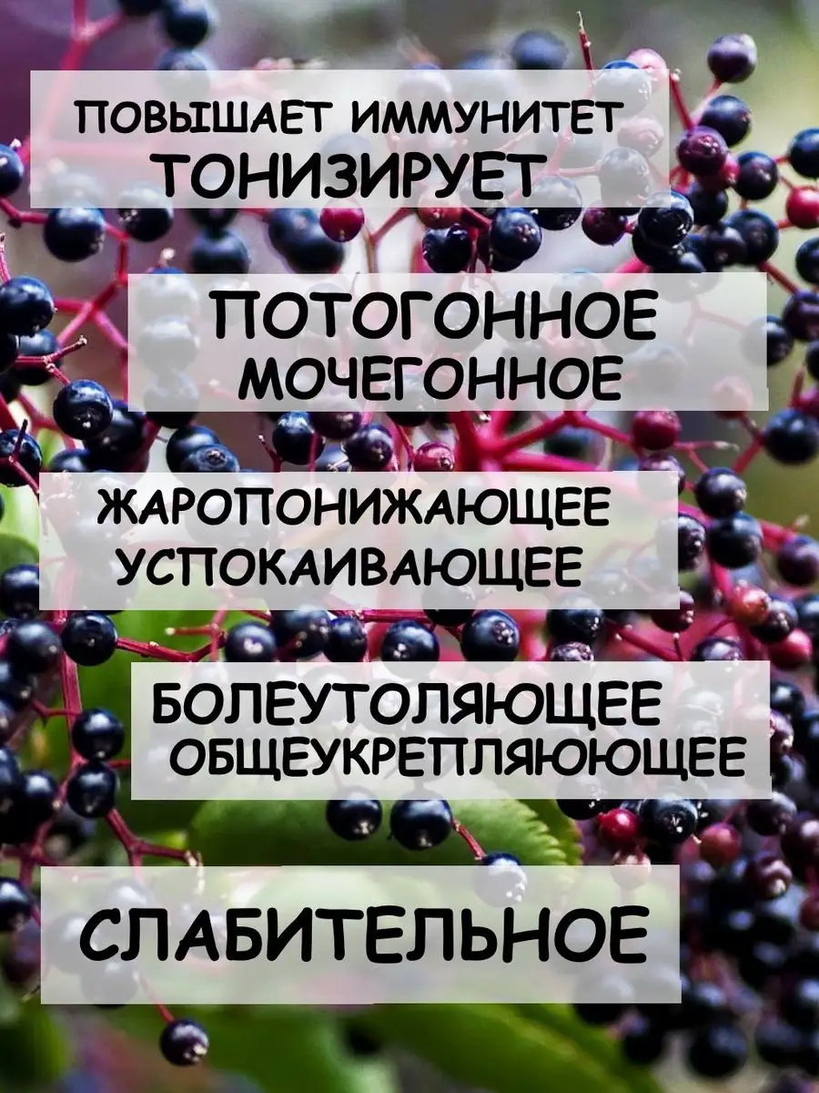 Бузина черная плоды Дерево Любви 167114727 купить за 582 ₽ в  интернет-магазине Wildberries