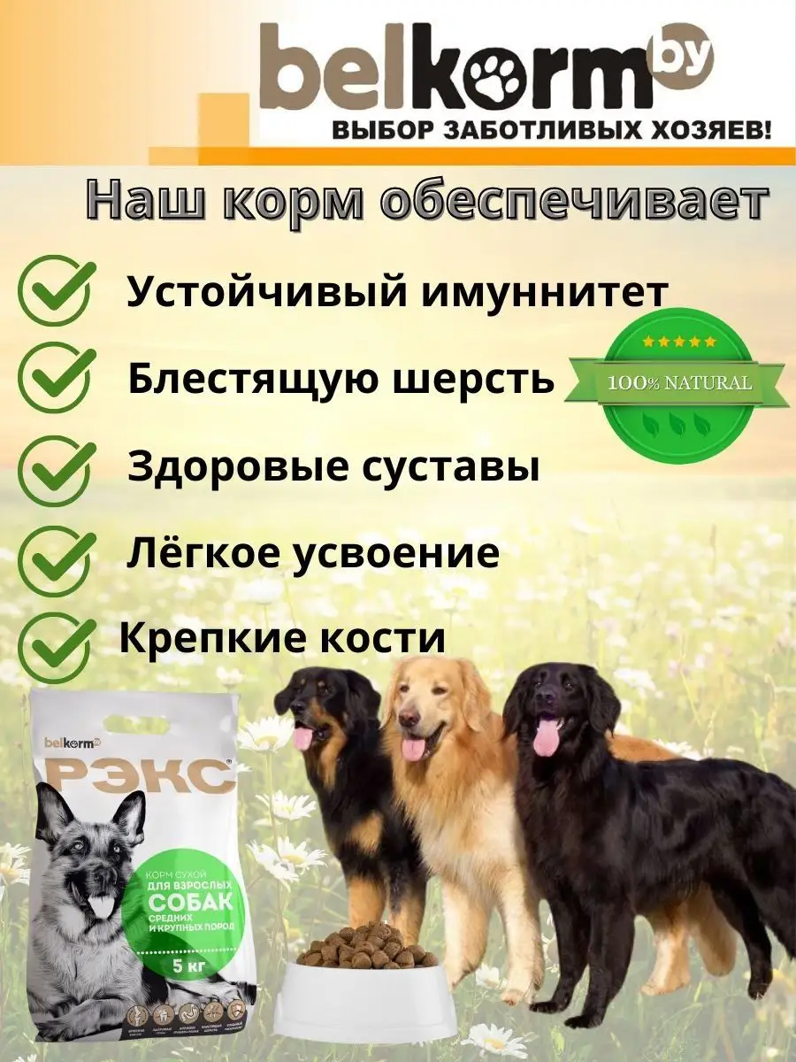 Как поступают с бродячими собаками в разных странах, России стоит брать пример