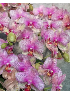 Орхидея фаленопсис YASHOP OF ORCHIDS 167221146 купить за 1 074 ₽ в интернет-магазине Wildberries