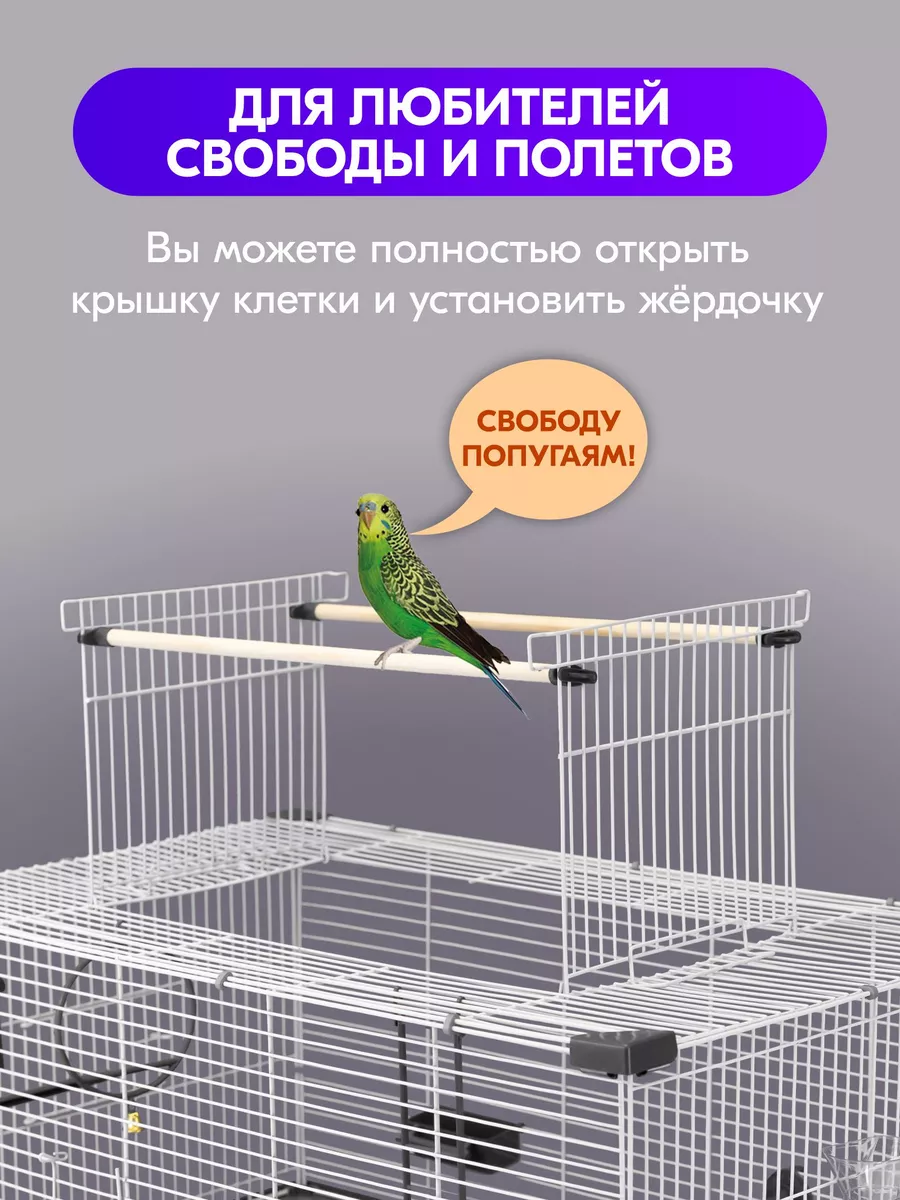 Как перевезти попугая: советы ветеринаров и опытных птицеводов