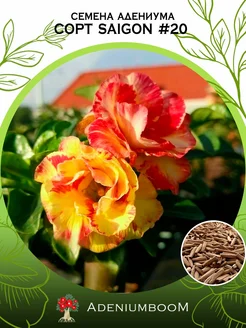 Семена Адениума Обесум от Saigon Adenium #20 (4шт.) AdeniumBoom 167297003 купить за 214 ₽ в интернет-магазине Wildberries