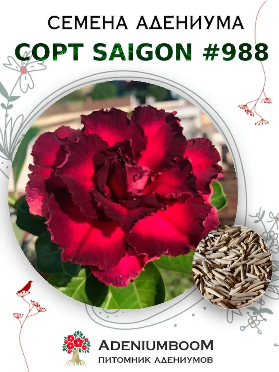 Семена Адениума Обесум от Saigon Adenium #988 (4шт.) AdeniumBoom 167297006  купить за 199 ₽ в интернет-магазине Wildberries