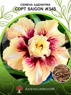 Семена Адениума Обесум от Saigon Adenium #345 (4шт.) AdeniumBoom 167297007 купить за 179 ₽ в интернет-магазине Wildberries