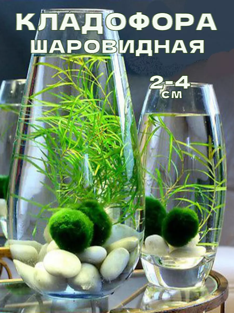 Кладофора (2-4см).Маримо.Живые растения для аквариума Aqua_Plants 167326173  купить за 412 ₽ в интернет-магазине Wildberries