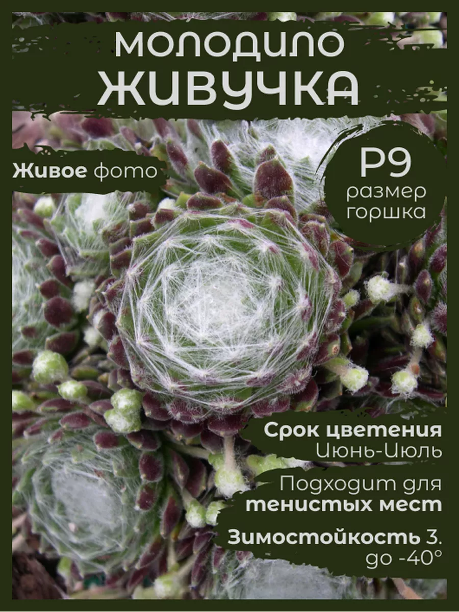 Суккулент Каменная роза Молодило Паутинка Сад Натали 167329974 купить за  430 ₽ в интернет-магазине Wildberries