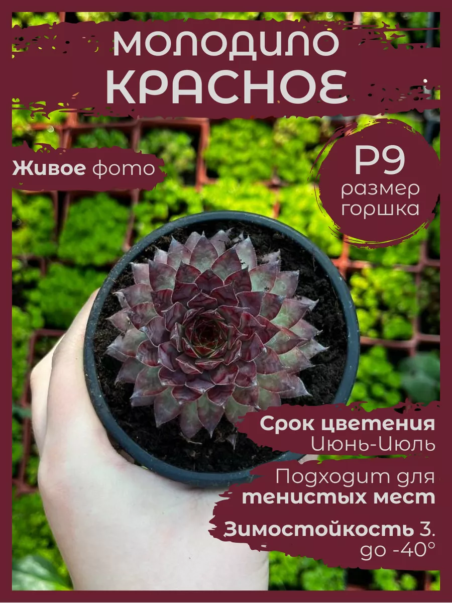 Суккулент Каменная роза Молодило Красное Сад Натали 167329975 купить за 430  ₽ в интернет-магазине Wildberries