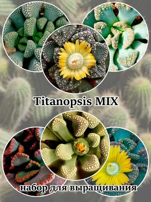Стильные горшочки Titanopsis (набор для выращивания суккулентов), вариант