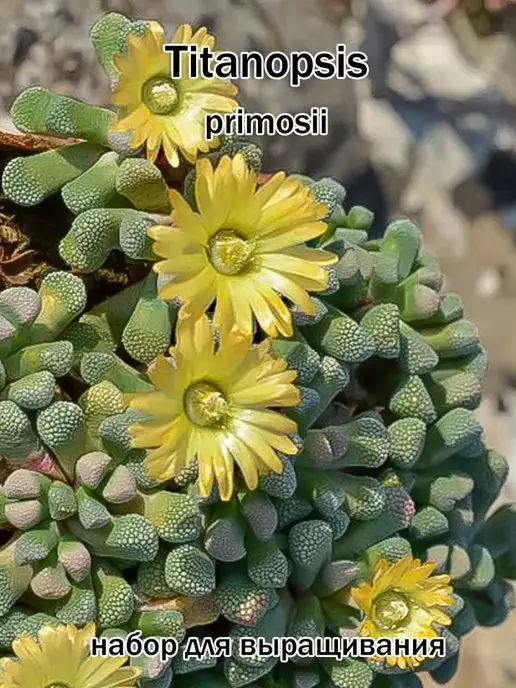 Стильные горшочки Titanopsis (набор для выращивания суккулентов), вариант, фото 2