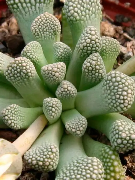 Стильные горшочки Titanopsis (набор для выращивания суккулентов), вариант, фото 3