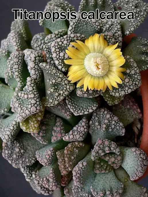 Стильные горшочки Titanopsis (набор для выращивания суккулентов), вариант, фото 4