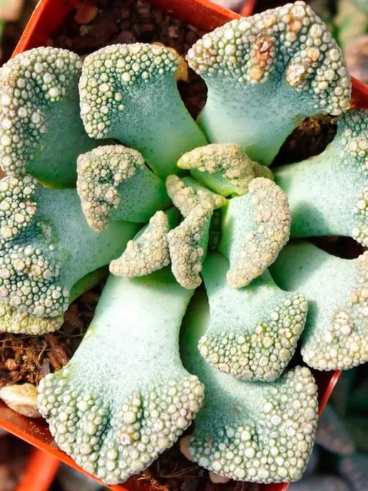 Стильные горшочки Titanopsis (набор для выращивания суккулентов), вариант, фото 5