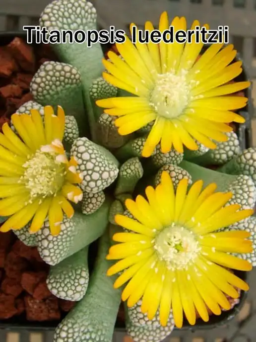 Стильные горшочки Titanopsis (набор для выращивания суккулентов), вариант, фото 6