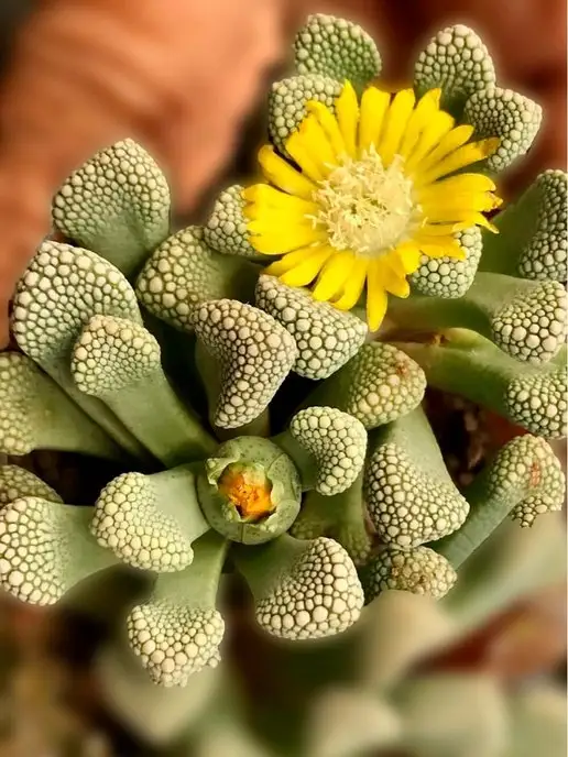 Стильные горшочки Titanopsis (набор для выращивания суккулентов), вариант, фото 7