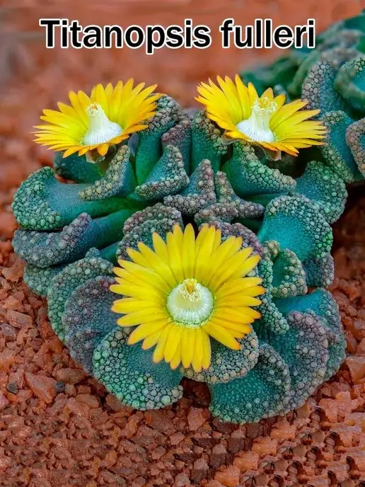 Стильные горшочки Titanopsis (набор для выращивания суккулентов), вариант, фото 8
