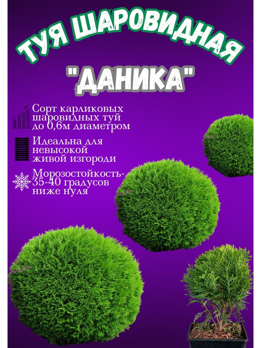 Даника Туя западная 167523833 купить в интернет-магазине Wildberries