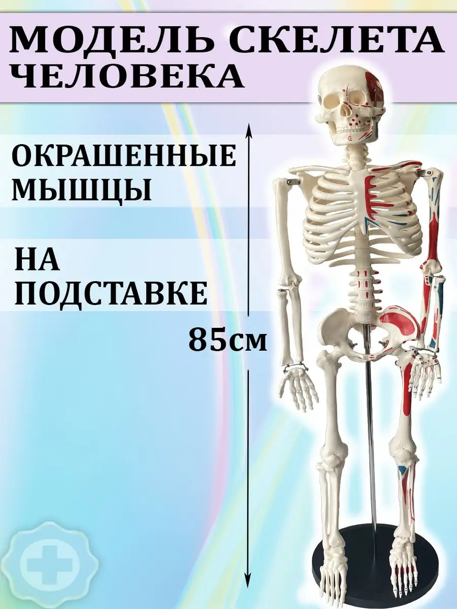 Анатомическая модель скелета человека 85см