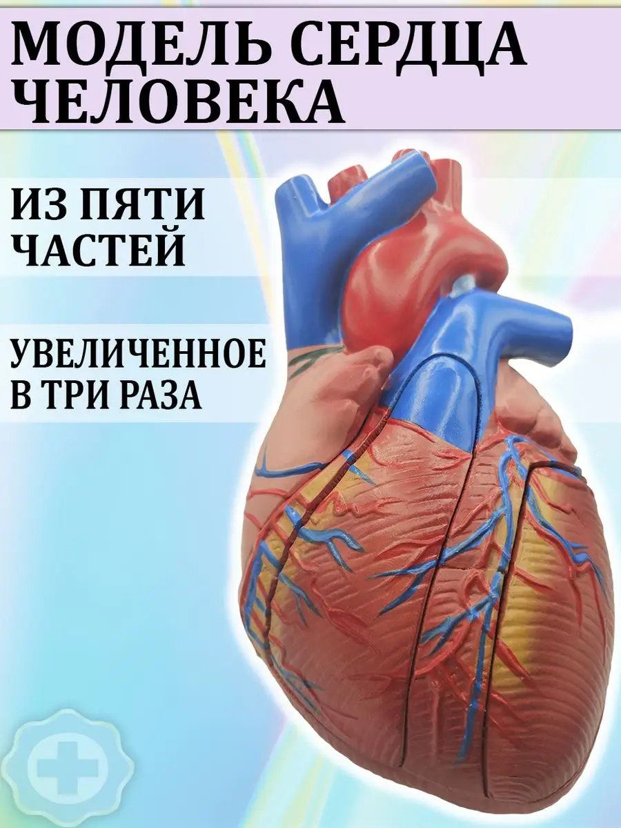 Анатомическая модель сердца человека