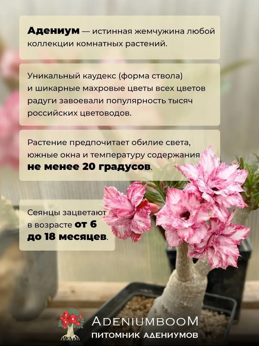 Семена Адениума Обесум, сорт Secret Bloom (4шт.) AdeniumBoom 167526405  купить за 315 ₽ в интернет-магазине Wildberries