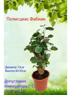 Живые растения Полисциас Фабиан Это наш сад 167574235 купить за 2 790 ₽ в интернет‑магазине Wildberries