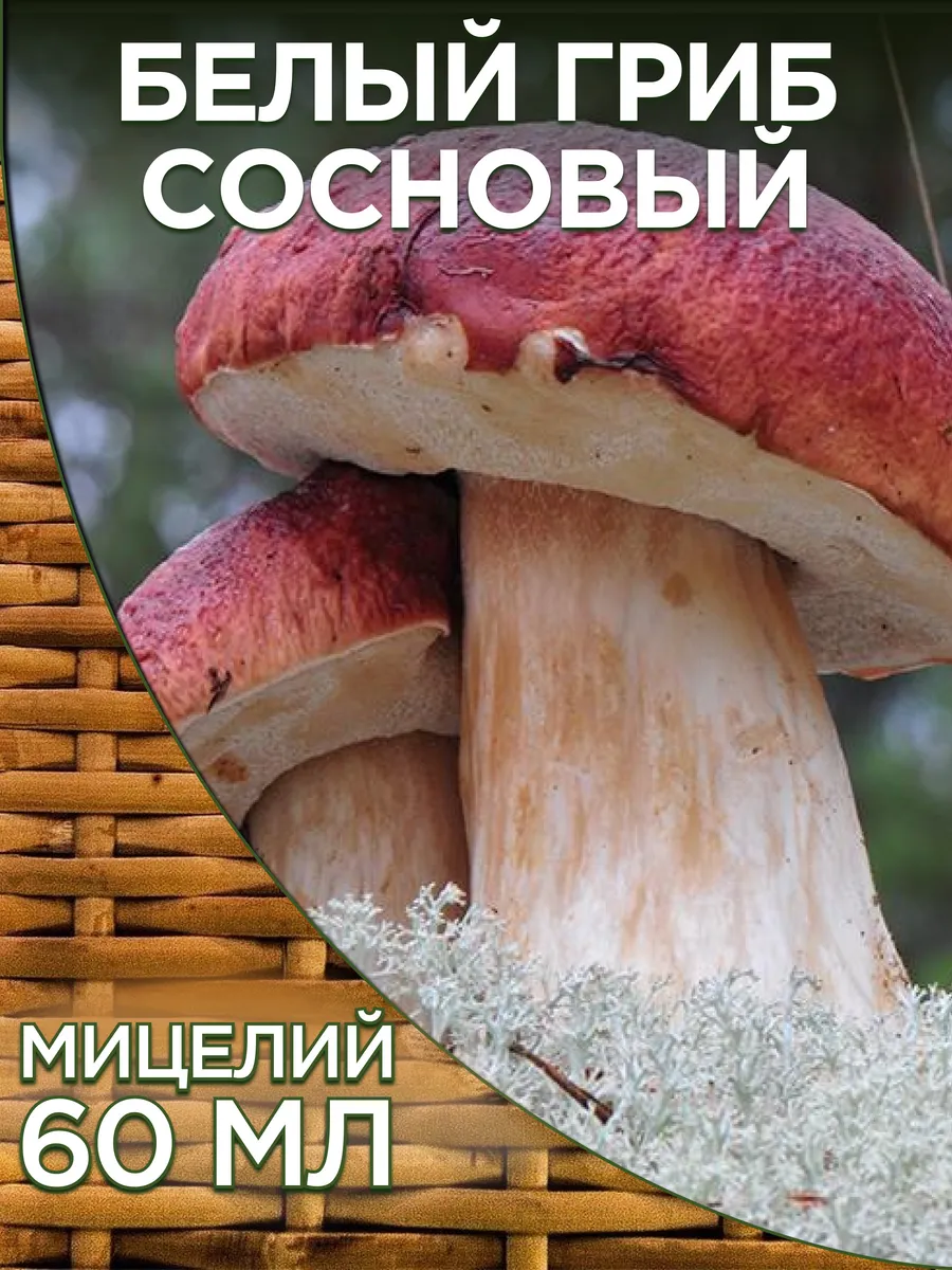 Грибы Сосновик для выращивания