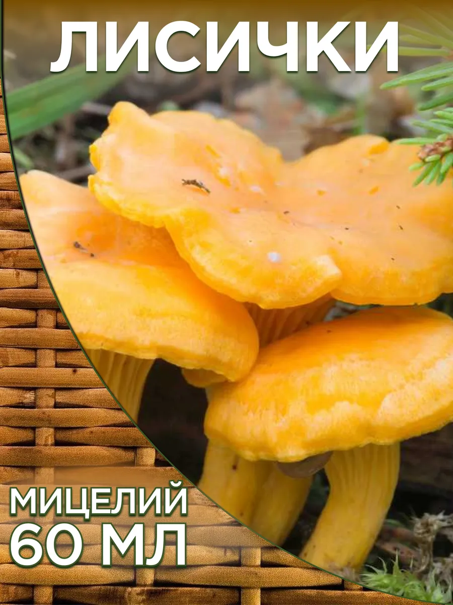 Грибы Лисички для выращивания