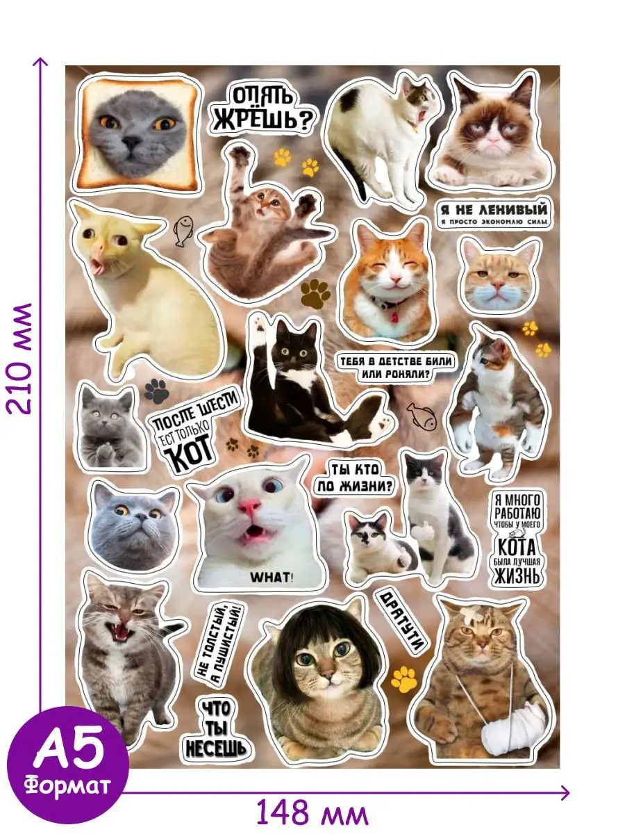 50 очень смешных снимков котов: эти пушистые хулиганы стали звездами сети